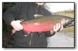 rogue coho