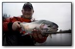 rogue steelhead