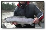 rogue steelhead